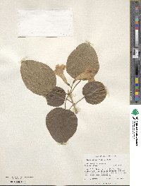 Bignonia neoheterophylla image