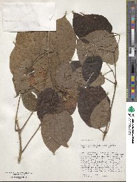 Lundia corymbifera image