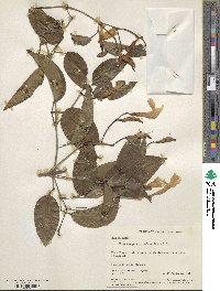 Image of Bignonia corymbosa