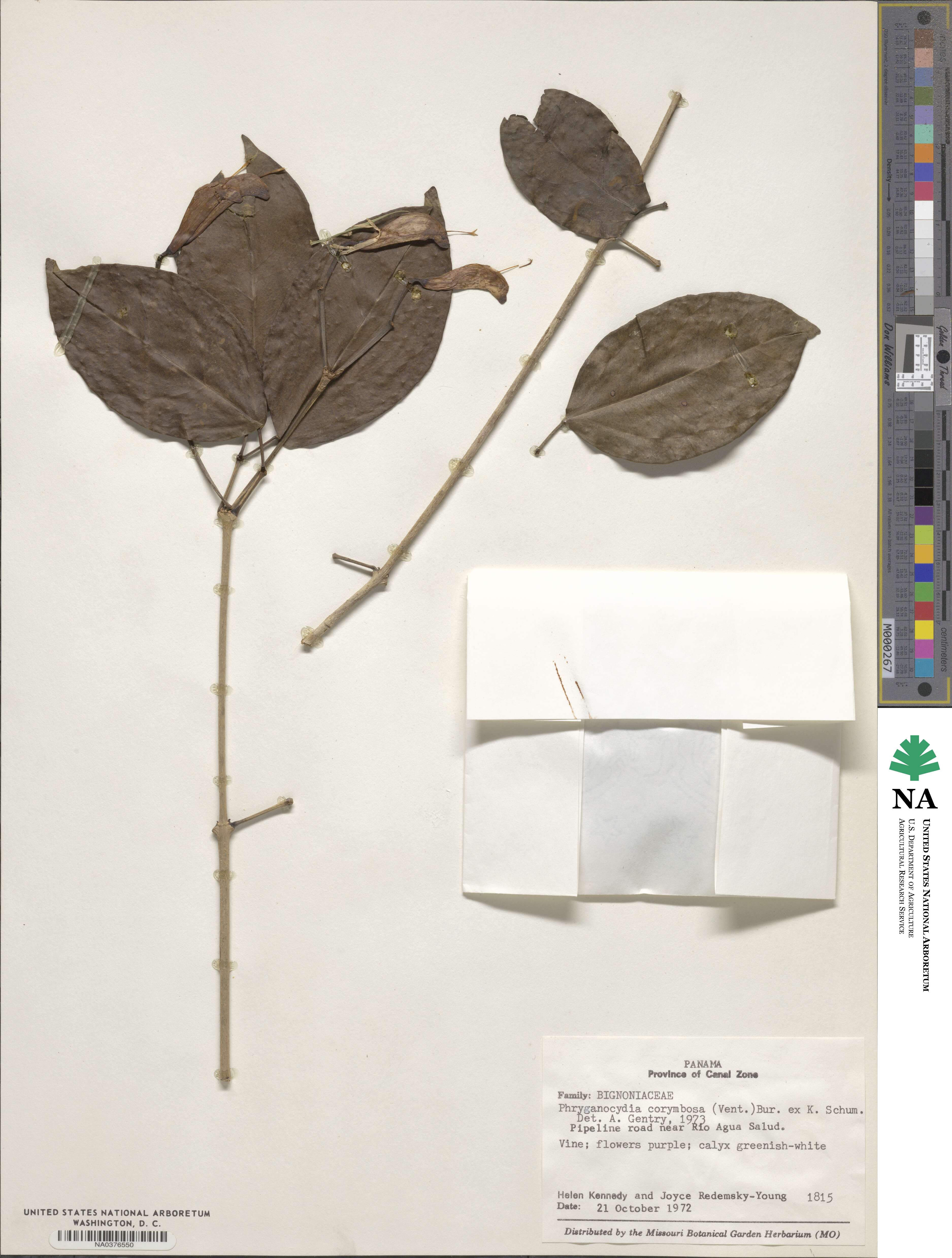 Bignonia corymbosa image