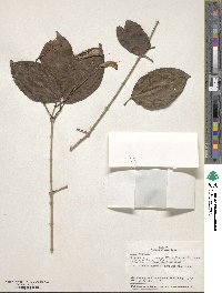 Bignonia corymbosa image