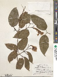 Bignonia corymbosa image