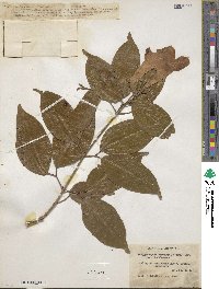 Bignonia corymbosa image