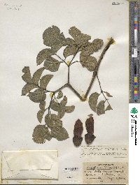 Oroxylum indicum image