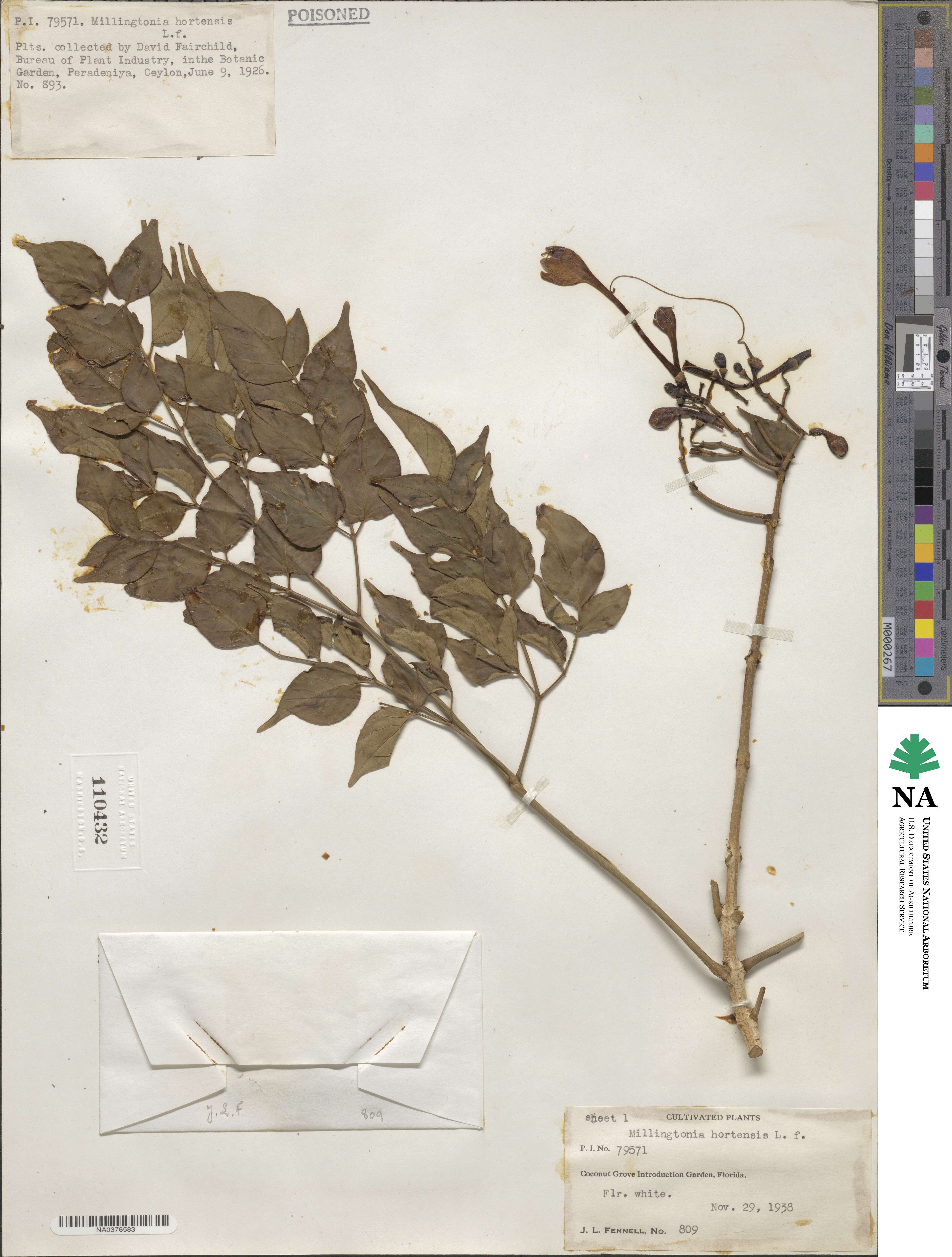 Millingtonia hortensis image