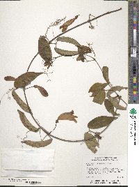 Bignonia capreolata image