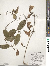 Bignonia capreolata image