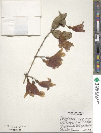 Bignonia capreolata image