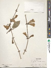 Bignonia capreolata image