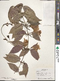 Bignonia capreolata image