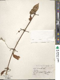 Bignonia capreolata image