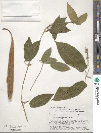 Bignonia capreolata image