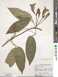 Bignonia capreolata image