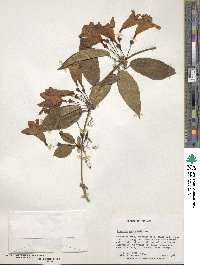 Bignonia capreolata image