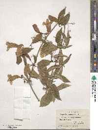 Bignonia capreolata image