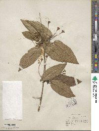 Bignonia capreolata image