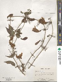 Bignonia capreolata image