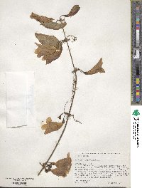 Bignonia capreolata image