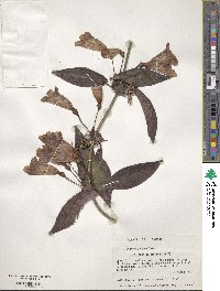 Bignonia capreolata image