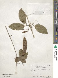 Bignonia capreolata image