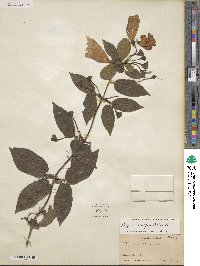 Bignonia capreolata image