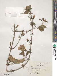 Bignonia capreolata image