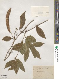 Bignonia capreolata image