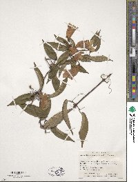 Bignonia capreolata image