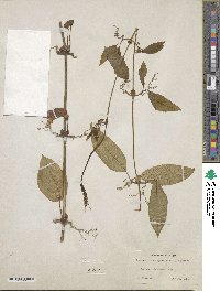 Bignonia capreolata image