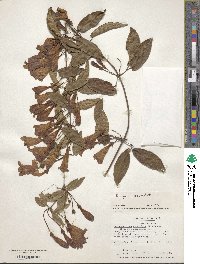 Bignonia capreolata image