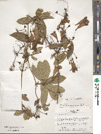 Bignonia capreolata image