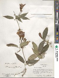 Bignonia capreolata image