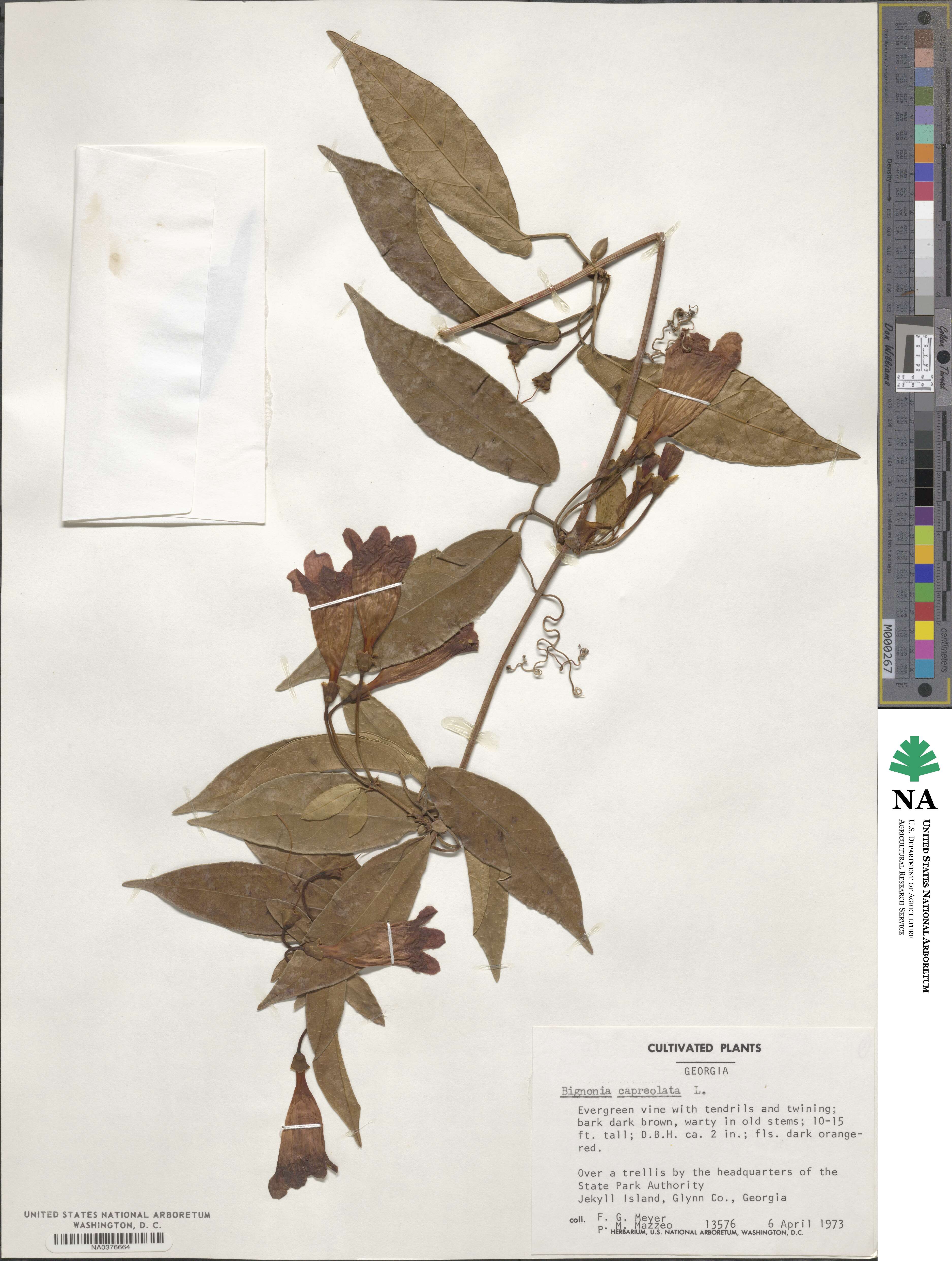 Bignonia capreolata image