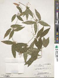 Bignonia capreolata image