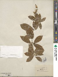 Bignonia callistegioides image