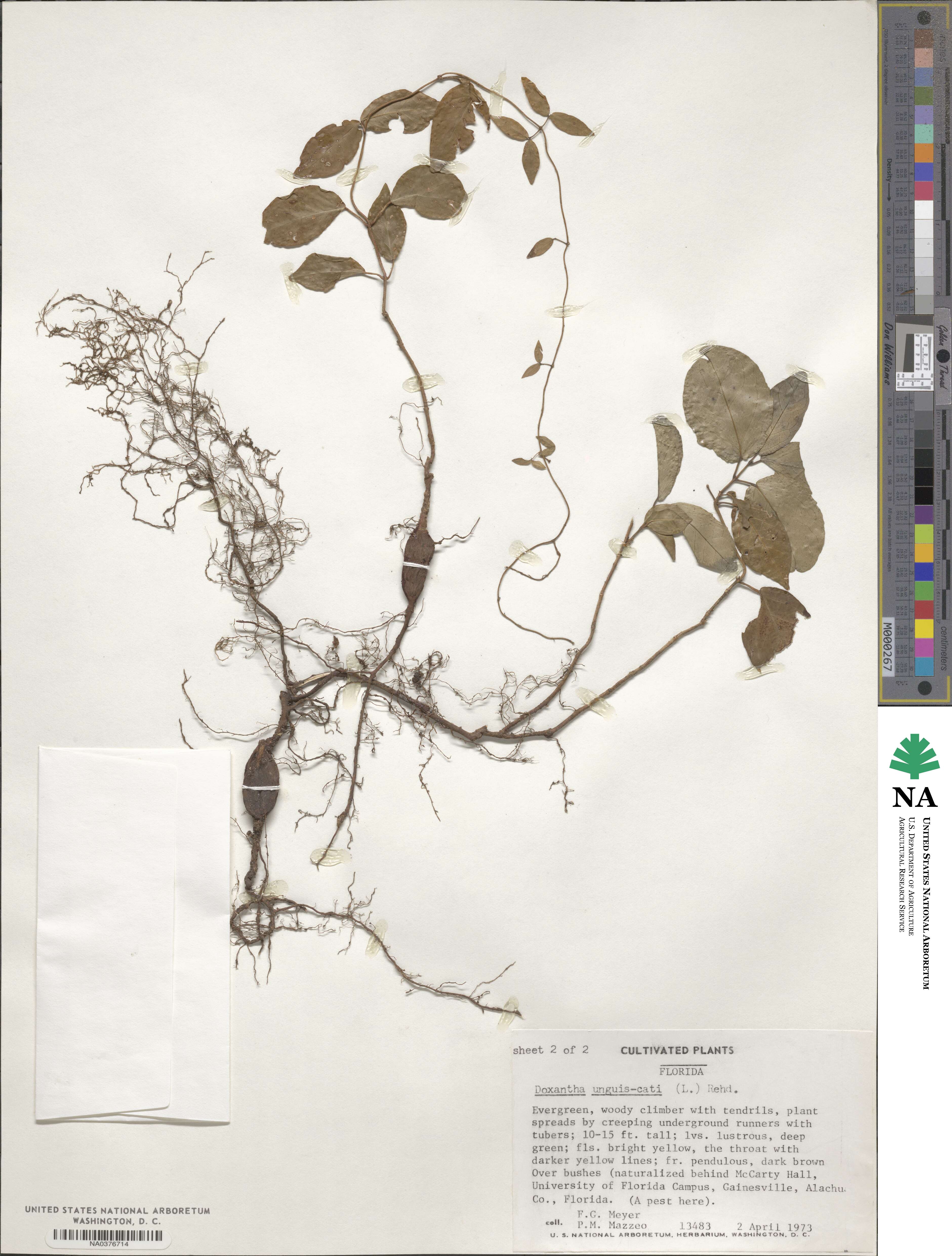 Dolichandra unguis-cati image