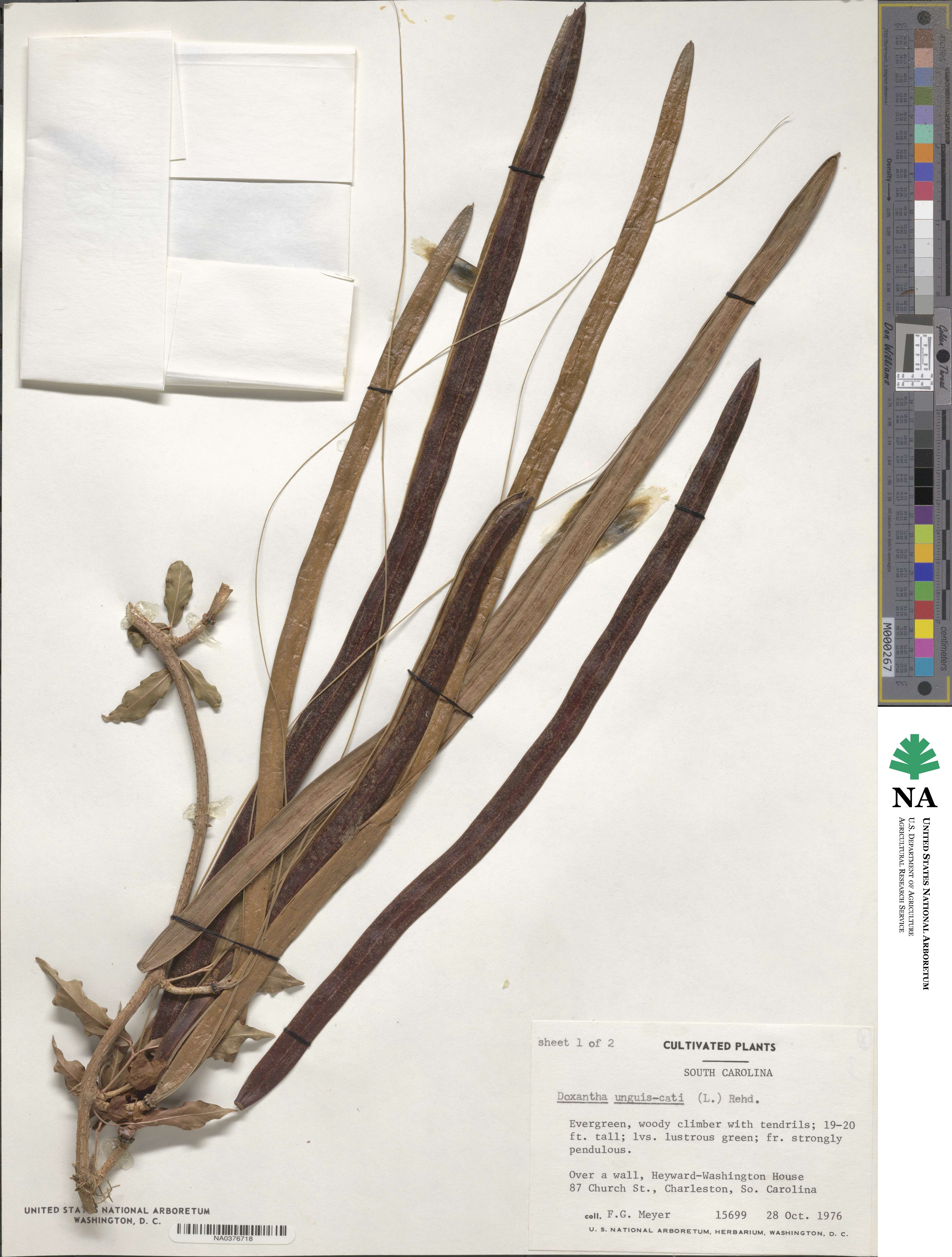 Dolichandra unguis-cati image