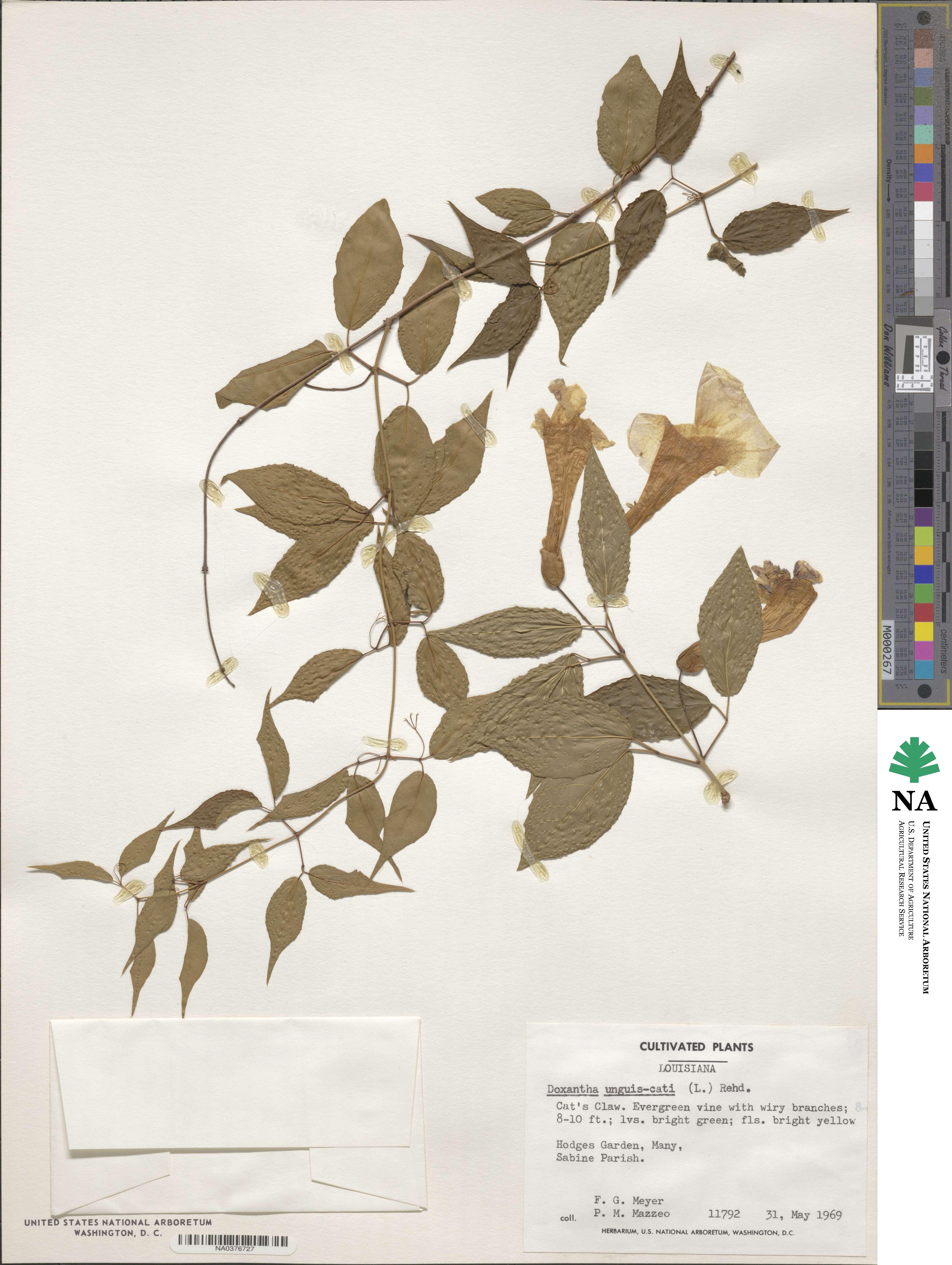 Dolichandra unguis-cati image