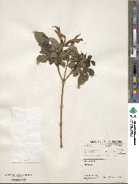 Tecoma capensis image