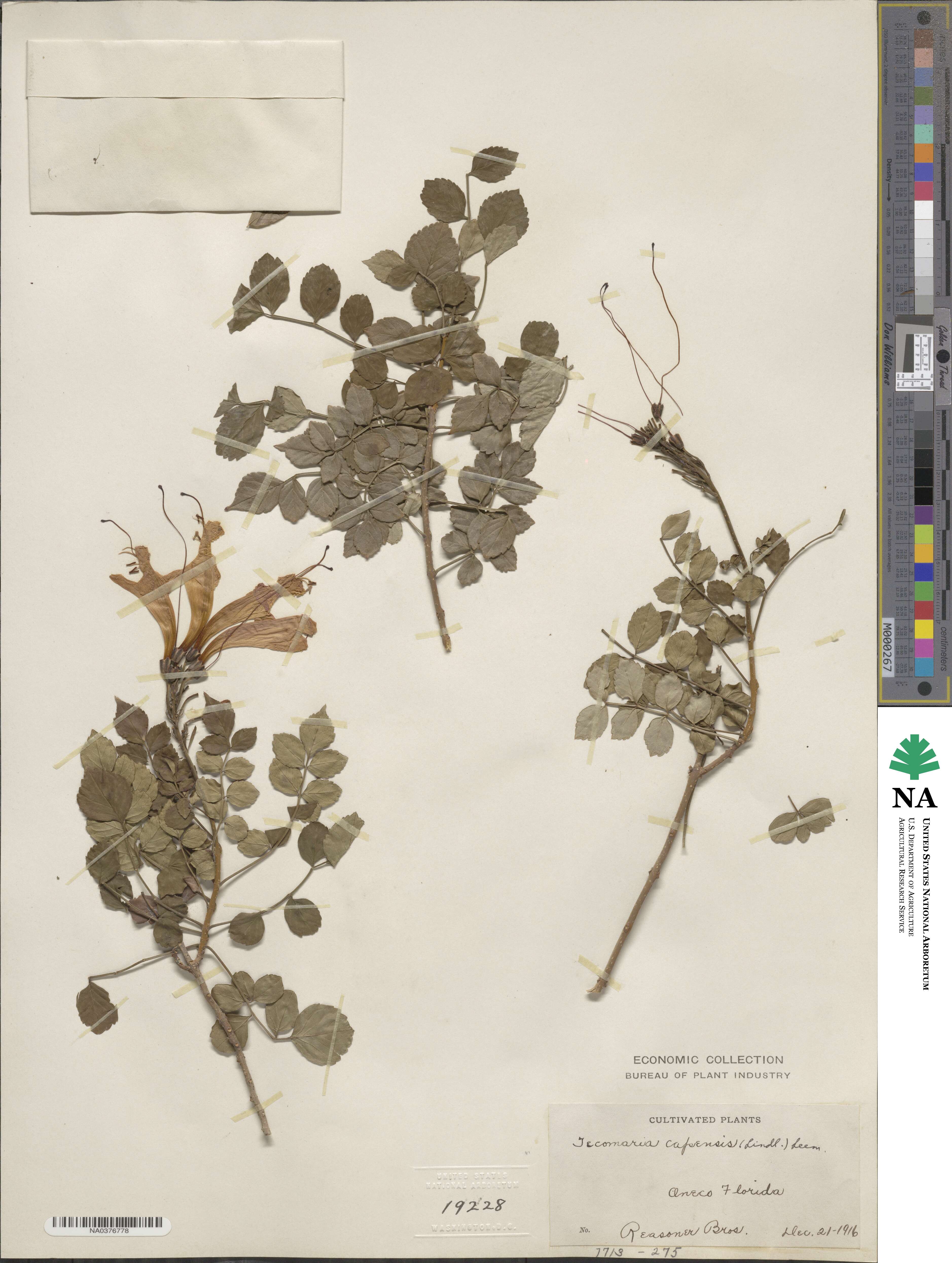 Tecoma capensis image
