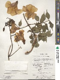 Campsis grandiflora image