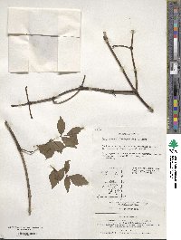 Campsis grandiflora image