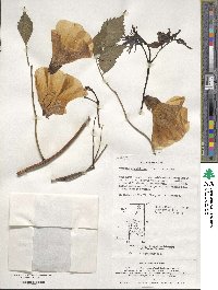 Campsis grandiflora image