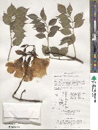 Campsis grandiflora image