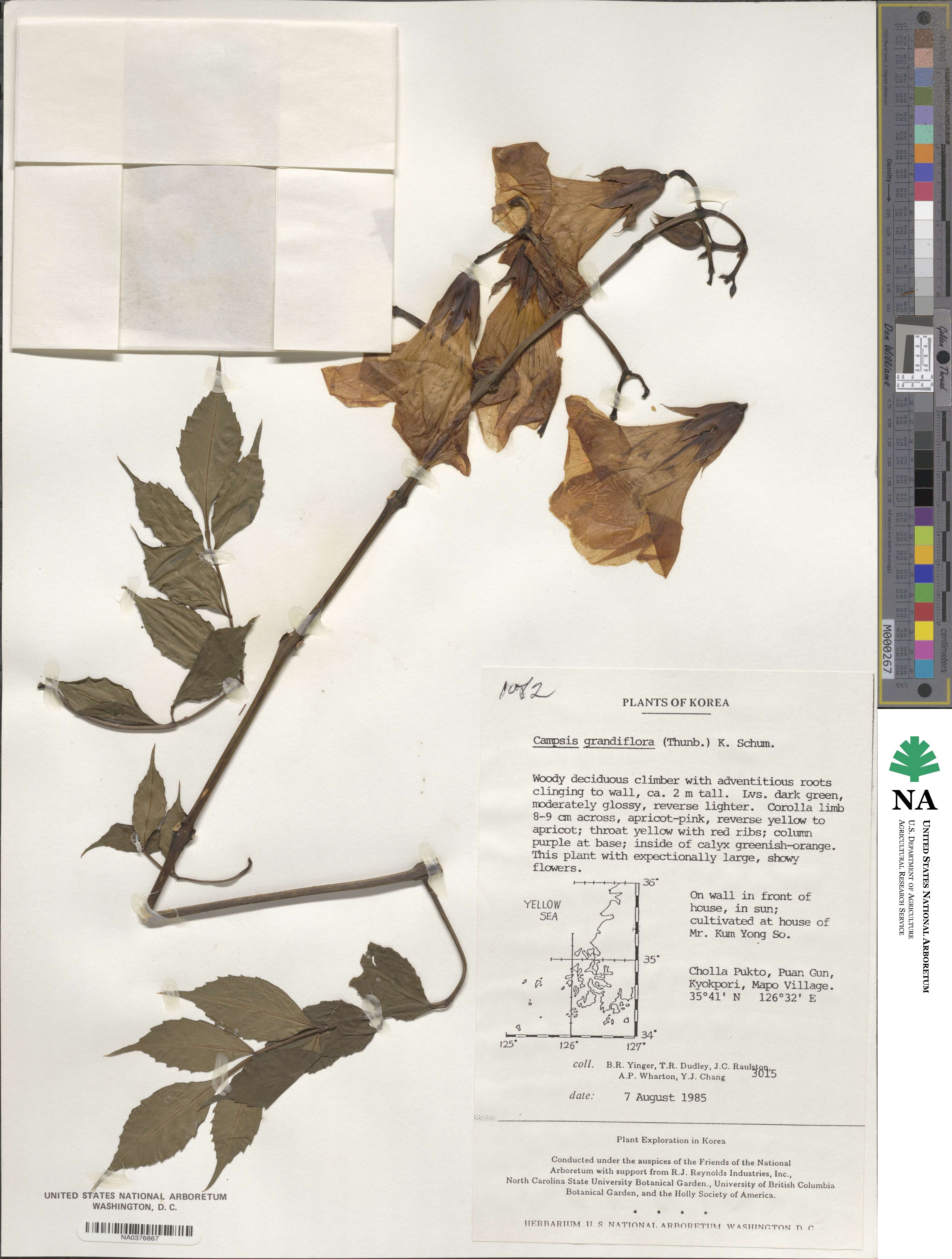 Campsis grandiflora image