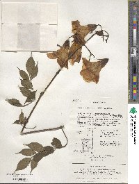 Campsis grandiflora image