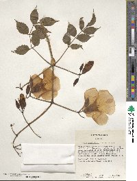 Campsis grandiflora image