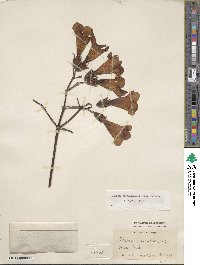 Campsis grandiflora image