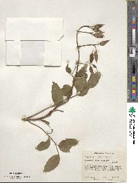 Campsis grandiflora image