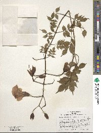 Campsis grandiflora image